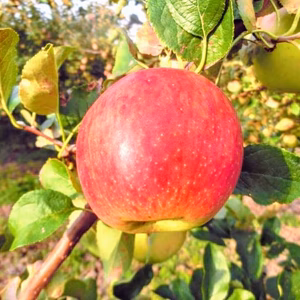 家庭用 陽光  約５ｋｇ