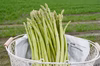 訳あり 春芽アスパラガス 福岡県産 1㎏ サイズ混合 朝採り新鮮 農家直送！