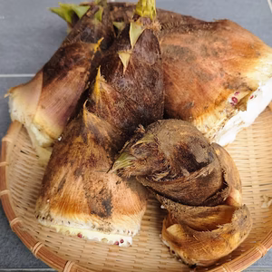 新鮮な朝ぼり筍