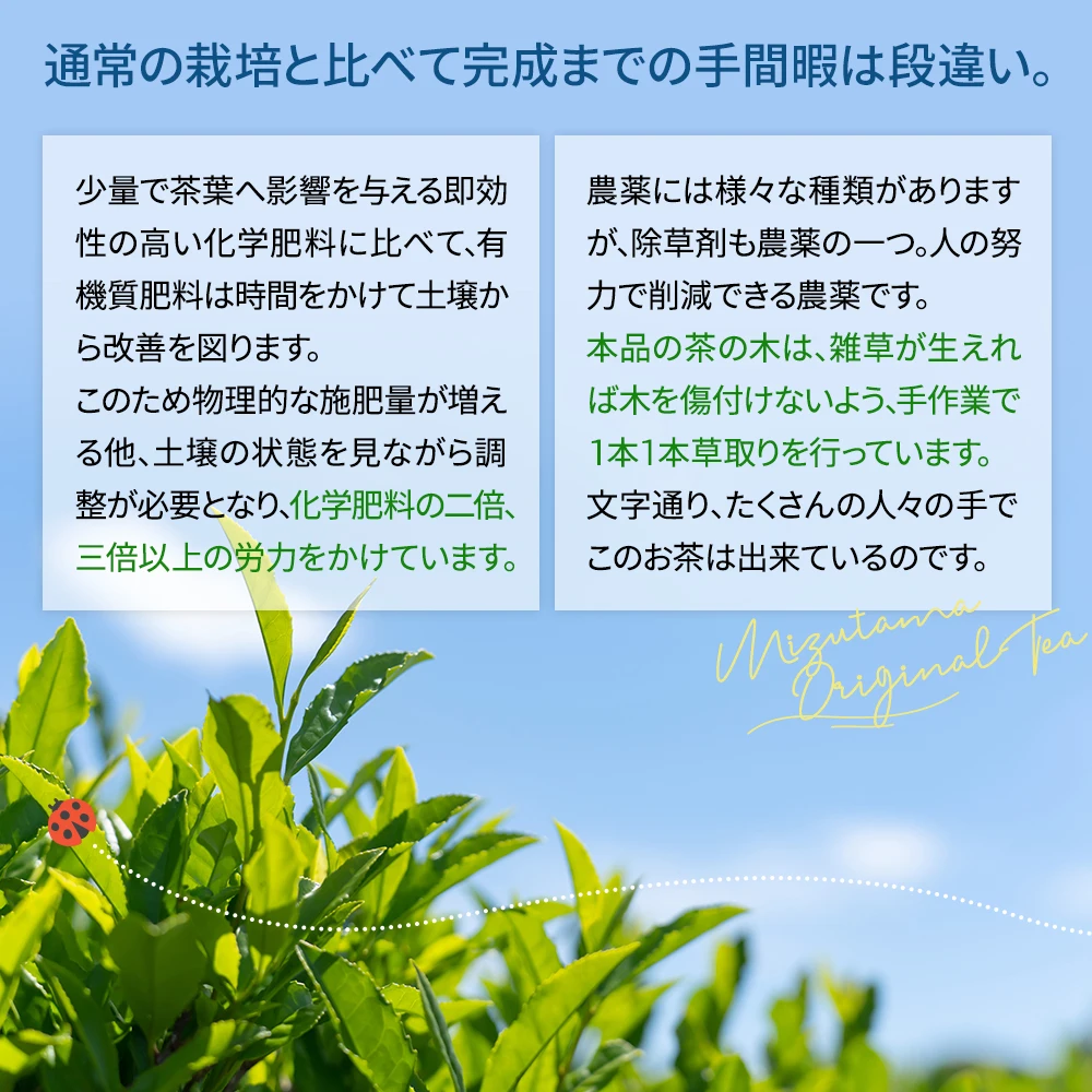 送料無料・メール便】農薬も化学肥料も使わないで育てたお茶 2.5g×100p