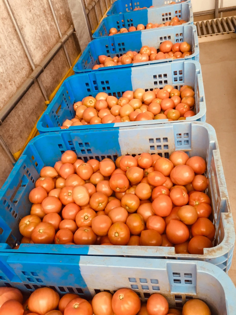 【ギフト】1年に1度しか作らない数量限定トマト100％ジュース2本。