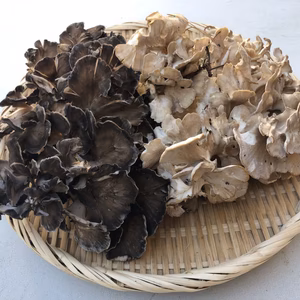 幻の天然極上舞茸1キロ【限定】