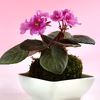 苔玉　セントポーリア　(ピンク) 大きめ