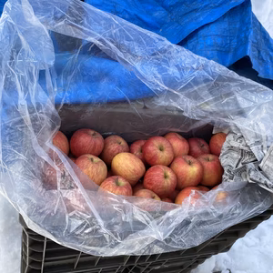 【残り3点！】雪室りんご！葉取らずふじ 5kg