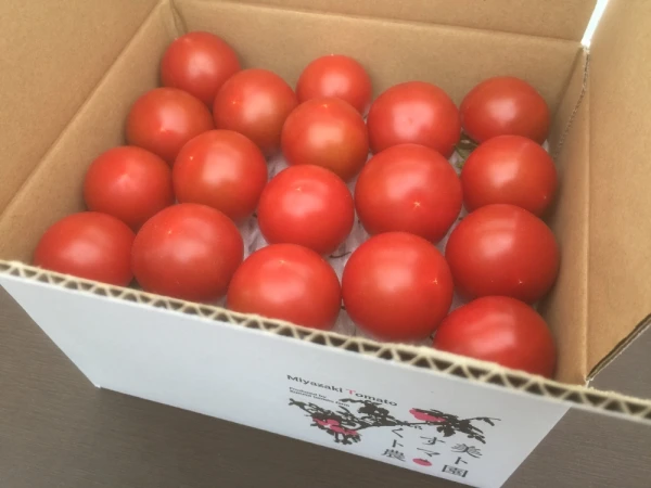 ☆訳ありお買い得‼︎《フルティカ(中玉)》くす美トマト農園