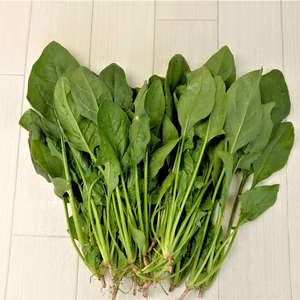 美味しいほうれん草　農薬不使用（無農薬）栽培　