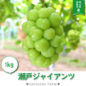 G-1 花笑み農園　岡山の『瀬戸ジャイアンツ』約１kg（２房）9月下旬～発送　