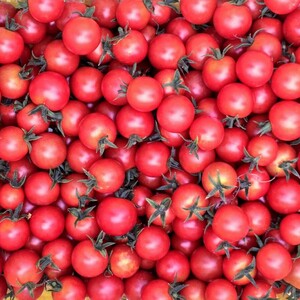美味しいミニトマトを口いっぱいに頬張りたい！【箱入り】有機ミニトマト