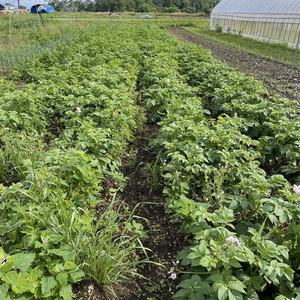 ジャガイモ(きたあかり) 