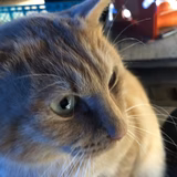 マリオ | 和栗 Fun Farm