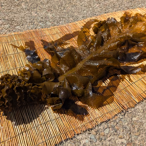 【希少！天然物！】山陰産「生１本ワカメ」※めかぶ・茎 付き　1kg