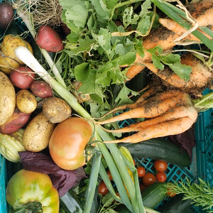 【直送】京都美山！旬のかやぶき京野菜セット！80サイズ