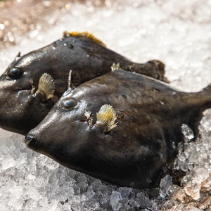 カワハギ-河内水産の特別な魚-
