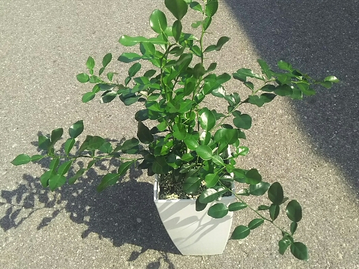 コブミカン鉢植え｜花・観葉植物の商品詳細｜ポケットマルシェ｜産直