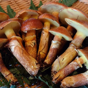 ◆ニセコ産◆天然落葉キノコ200ｇ