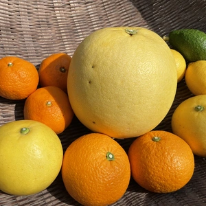 季節の柑橘セット