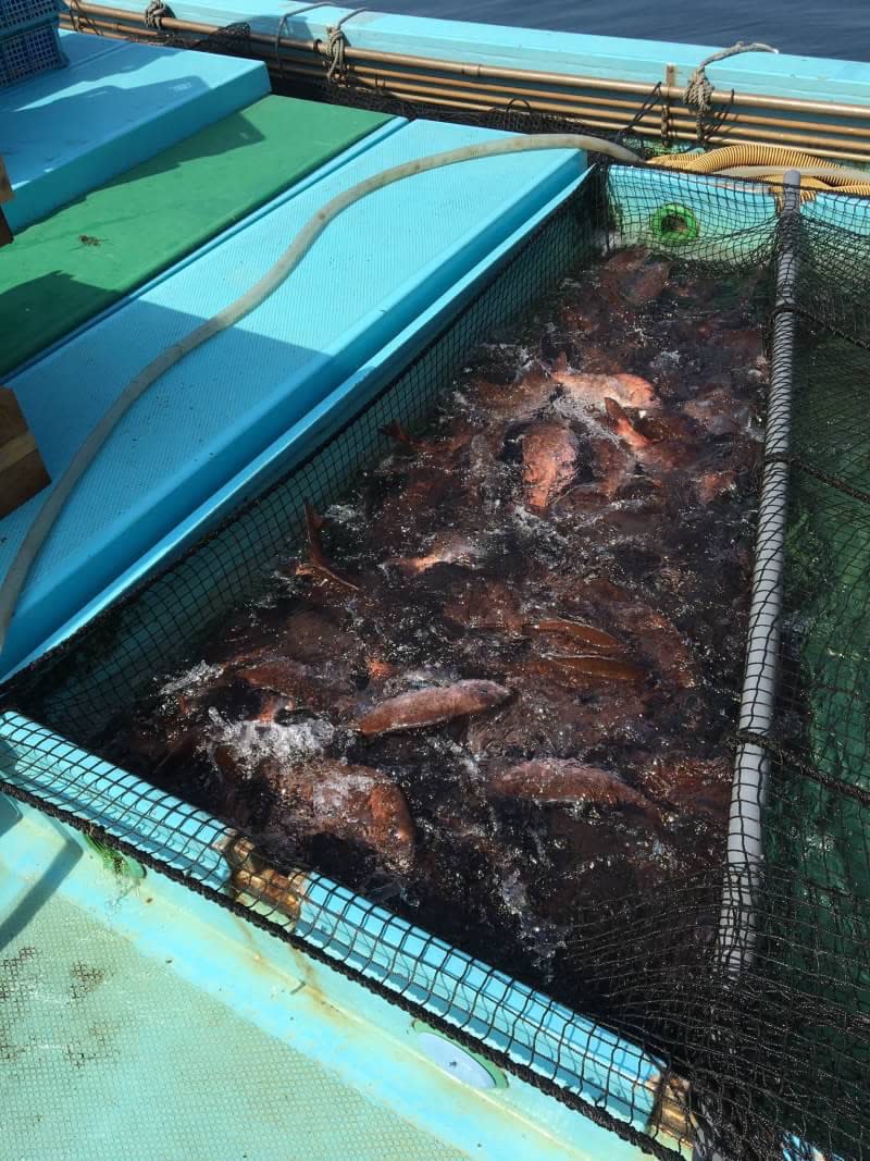 特大マダイ 丸のまま いわしの舞う島で育っためでたい魚 農家漁師から産地直送の通販 ポケットマルシェ