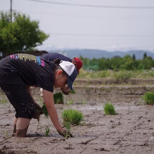 【農業体験】田植え体験！山形の美味しいお米を育てませんか？【昼食付】