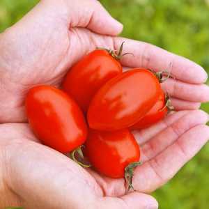 有機アイコトマト