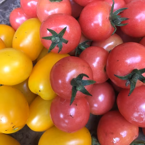 ミニトマト（赤と黄色）と中玉（赤）セット　約２キロ（常温発送になります）