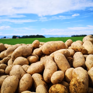 十勝から酵素農法のメークイン 数量限定 約５キロ