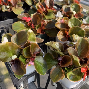 【シックなチョコレートグリーンの葉】寒い時期に咲くベゴニアの寄せ植え