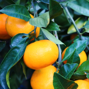 完熟みかん　10ｋｇ　　コタツでどうですか！？