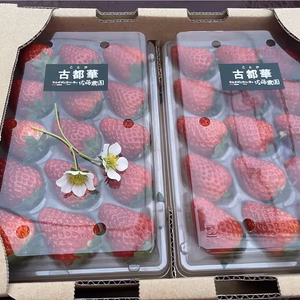 朝採り新鮮いちご「古都華」
