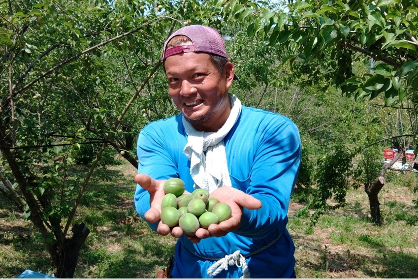 (特別栽培)和歌山県産 南高梅 A品2Lサイズ(梅干し用) 2.5kg