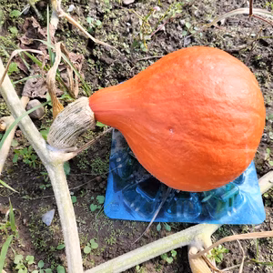 打木赤皮甘栗★朱色鮮やか！伝統野菜かぼちゃ(カボチャ、南瓜)