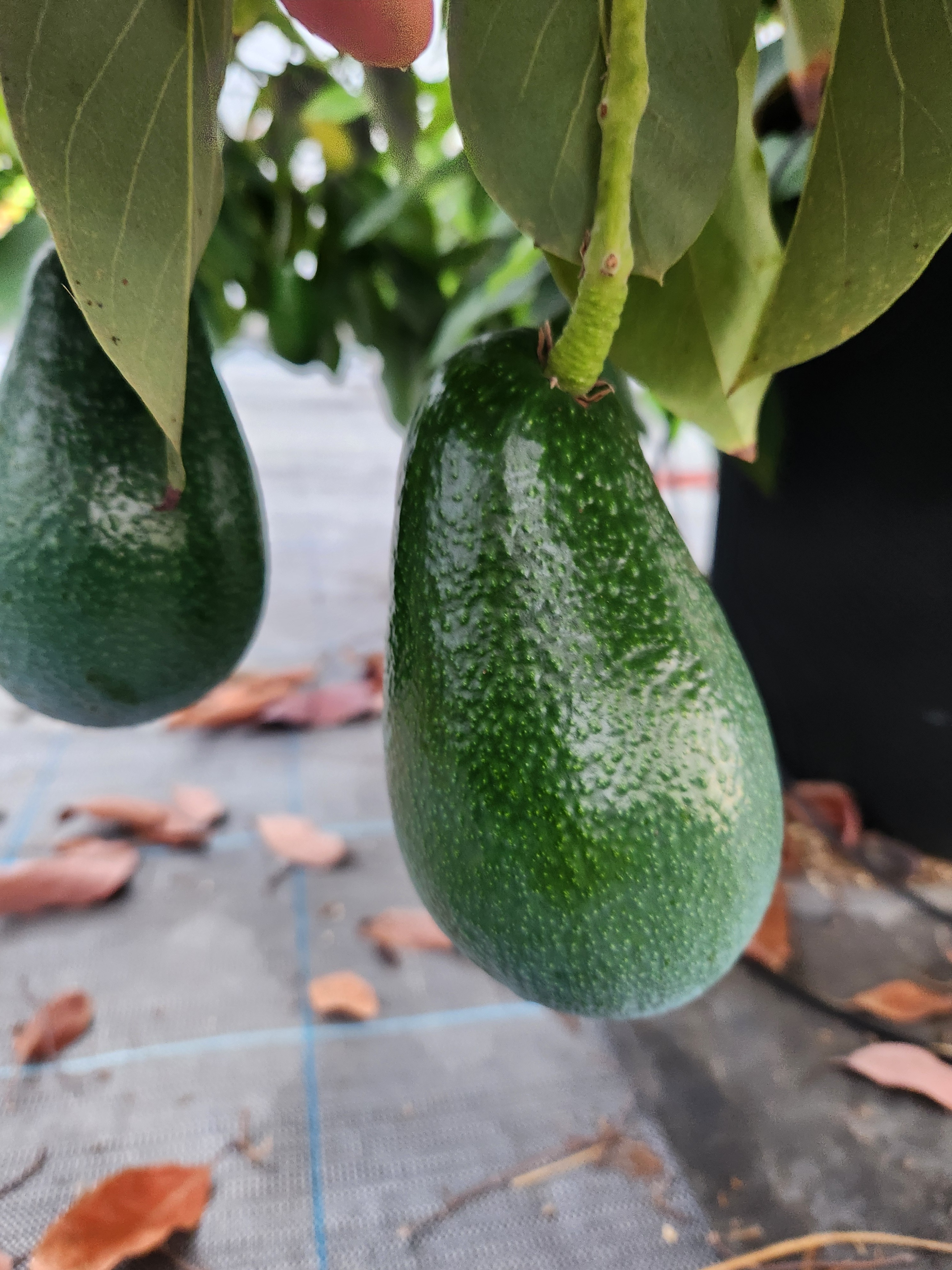 アボカドの通販・お取り寄せ商品｜野菜｜ポケットマルシェ｜産地直送で