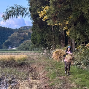 【2025年度産】自然栽培イセヒカリ（富山県氷見産）
