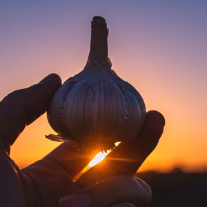 にんにくの王様　青森にんにく『白玉王』最高規格　中玉500g・1000g