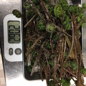 採りたて天然赤こごみ