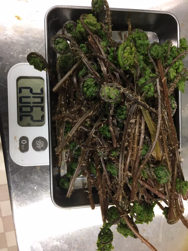 採りたて天然赤こごみ