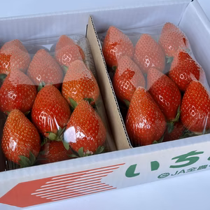 ［お試し］シーズン終盤✨ぐんまの大粒「やよいひめ」❤️味にこだわって土耕栽培 