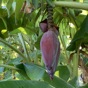 バナナの花1kg 1〜2個