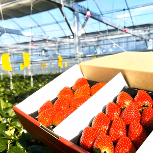 【いちご食べ比べ】《農場長おすすめ2品種 食べ比べセット♪》280g×2パック