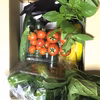 田舎の親戚からのお届け 野菜セット