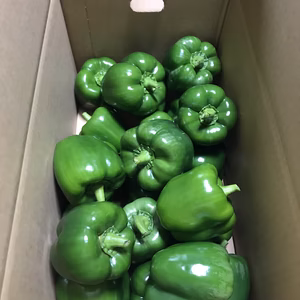 山形県産パプリカ緑（ジャンボピーマン）4ｋｇ
