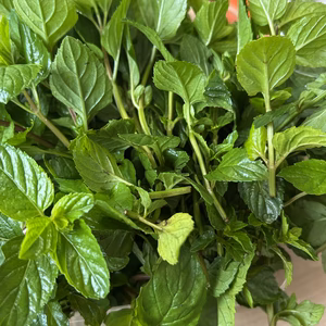 　イエルバブエナ　　ミント　農薬は使ってません