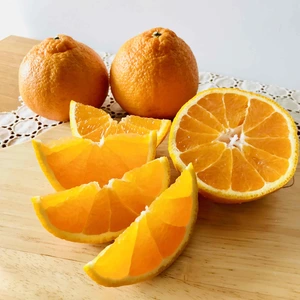 柑橘好きさんに！お好みの味に育てて楽しむ 不知火（しらぬい）