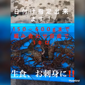 訳あり活伊勢海老　選べる1キロセット（例500g×1 250g×2）