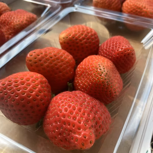 夏秋イチゴ☆大粒☆すずあかね