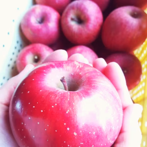 【贈答にもオススメ！】りんごの王様 サンフジ