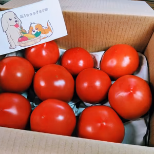 【クール便】8月頭までまもなく終了！王様トマト~樹上完熟トマト~