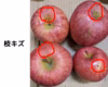 【秋田紅あかり】訳あり規格 大人気のため数量限定