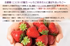 贈答用 ”完熟いちご 古都華” 8～15粒（270～320ｇ）×2パック