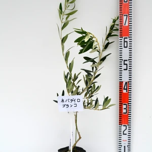 オリーブ苗木 ネバディロブランコ 12cmポット 樹高60-90cm