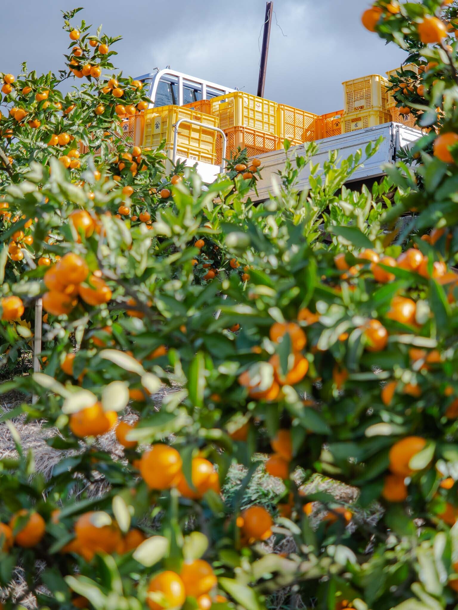 和歌山県海南市｜蔵出しみかんの藤原農園｜藤原良太さんの生産者